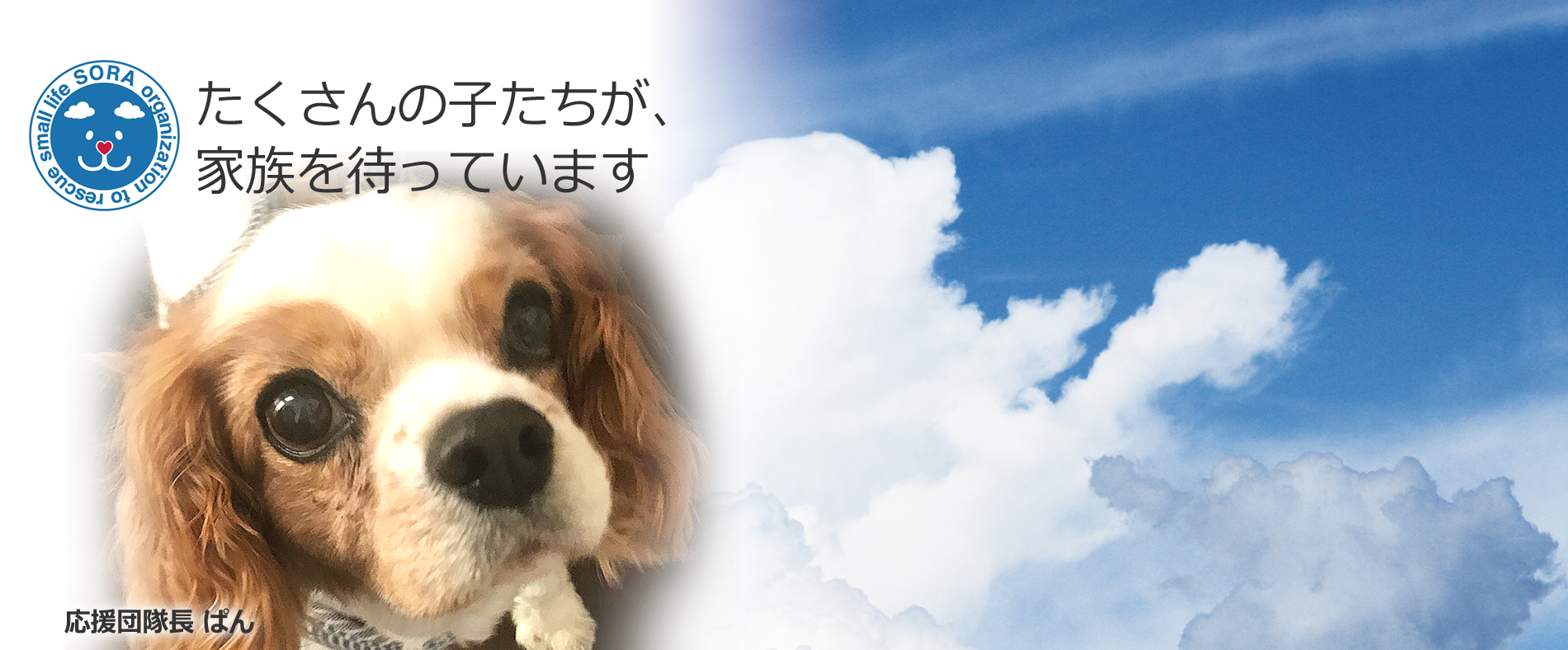 動物愛護団体 一般社団法人sora小さな命を救う会 愛知県名古屋市