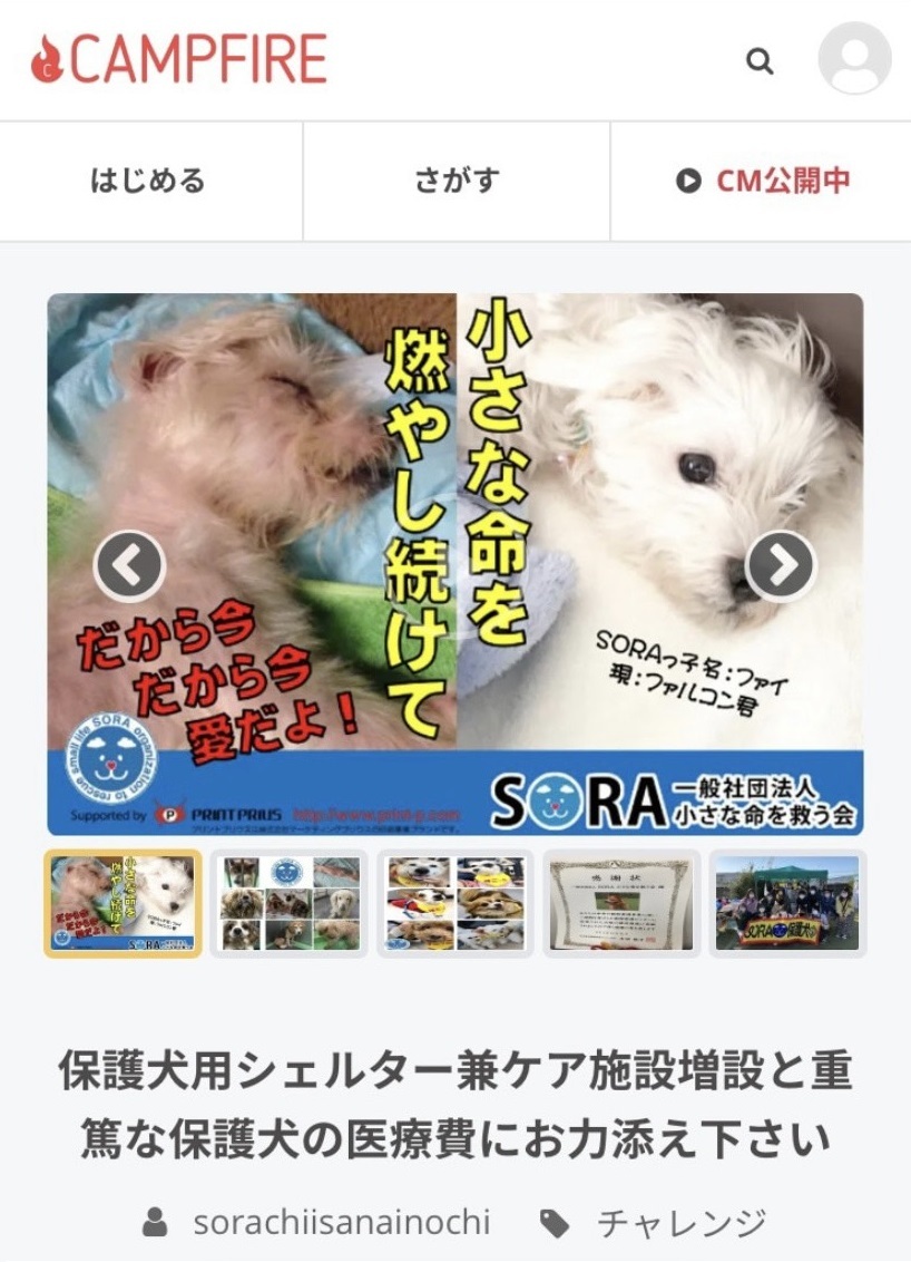 動物愛護団体 一般社団法人sora小さな命を救う会 愛知県名古屋市