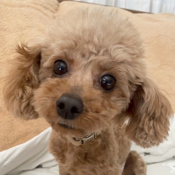 シャレードちゃん5