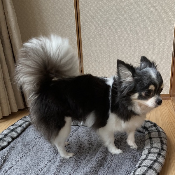 ルーミーちゃん3