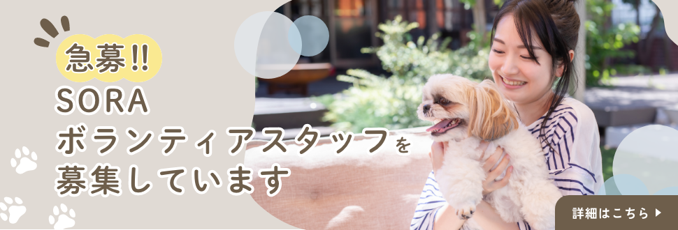 急募！SORAボランティアスタッフを募集しています。