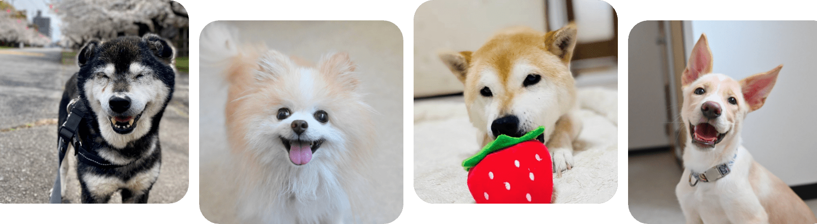 動物の画像