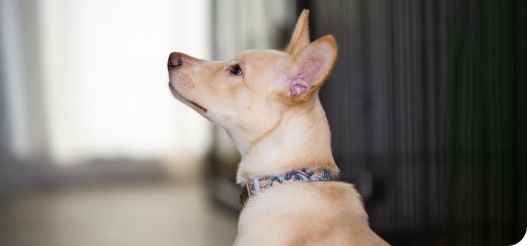犬の里親募集の写真