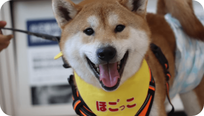 黄色いバンダナの柴犬