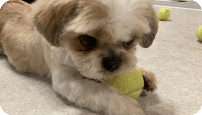 ボールをくわえる犬の写真