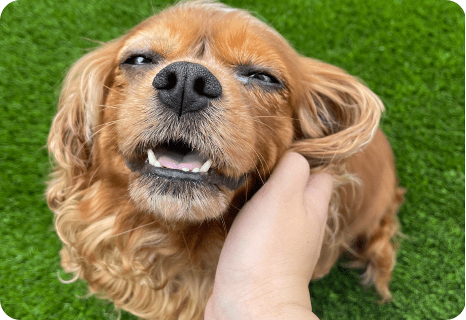 犬と手の写真