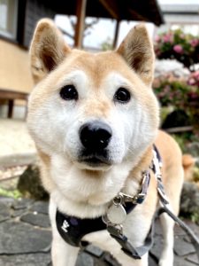 ひびきちゃん