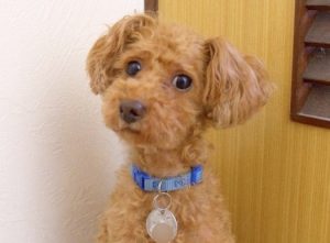 ヴィッツちゃん