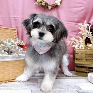 アベンシスちゃん