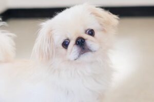 イストちゃん