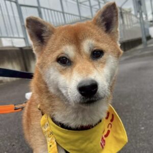 ジュディちゃん