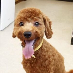 マジェスタくん