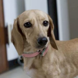 サクシードちゃん