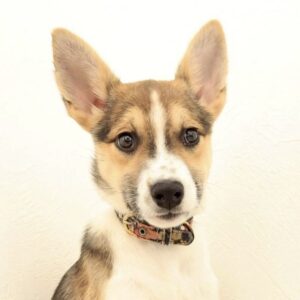 ハロルドちゃん