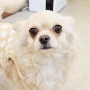 セプターちゃん