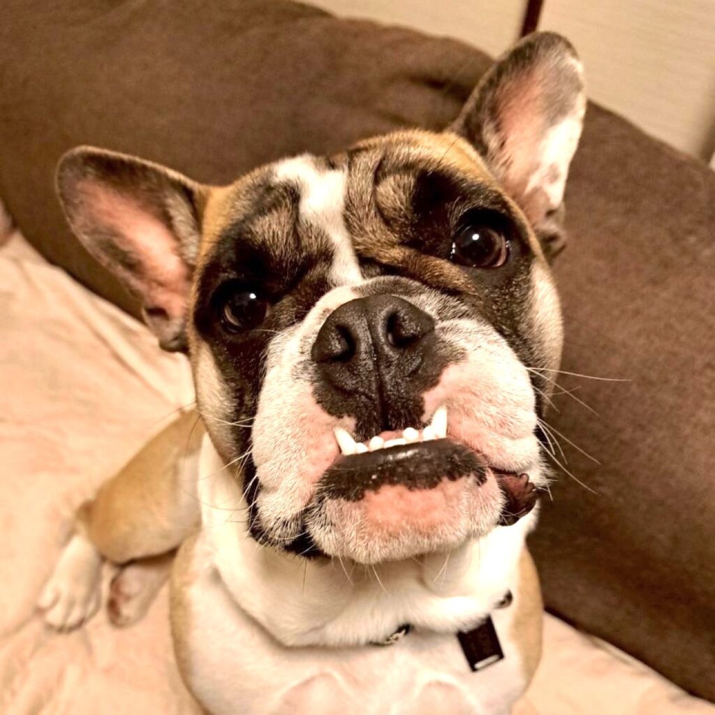 オッタートンちゃん