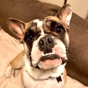 オッタートンちゃん