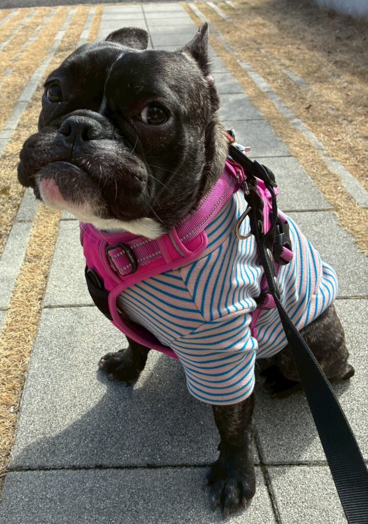 ロージーちゃん