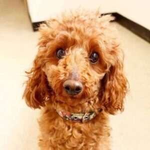 ファリーンちゃん